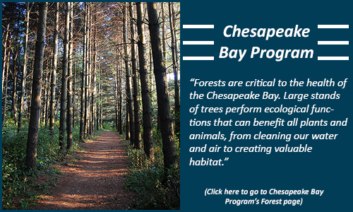 Chesapeake Bay Forest Program