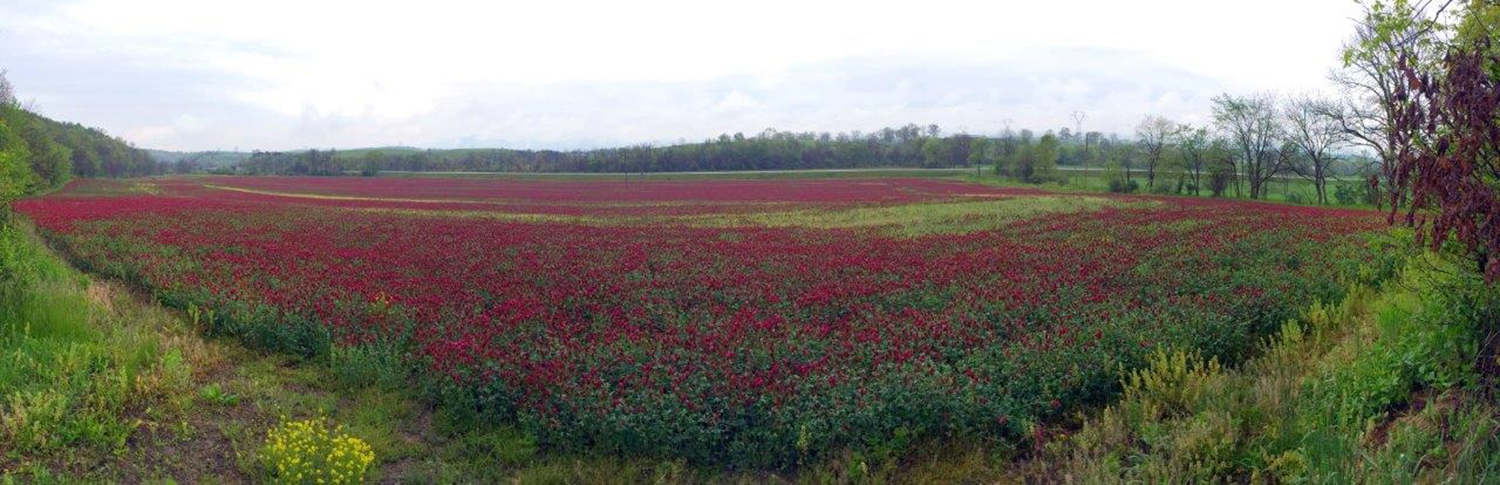 Crimson Clover as a Cover Crop